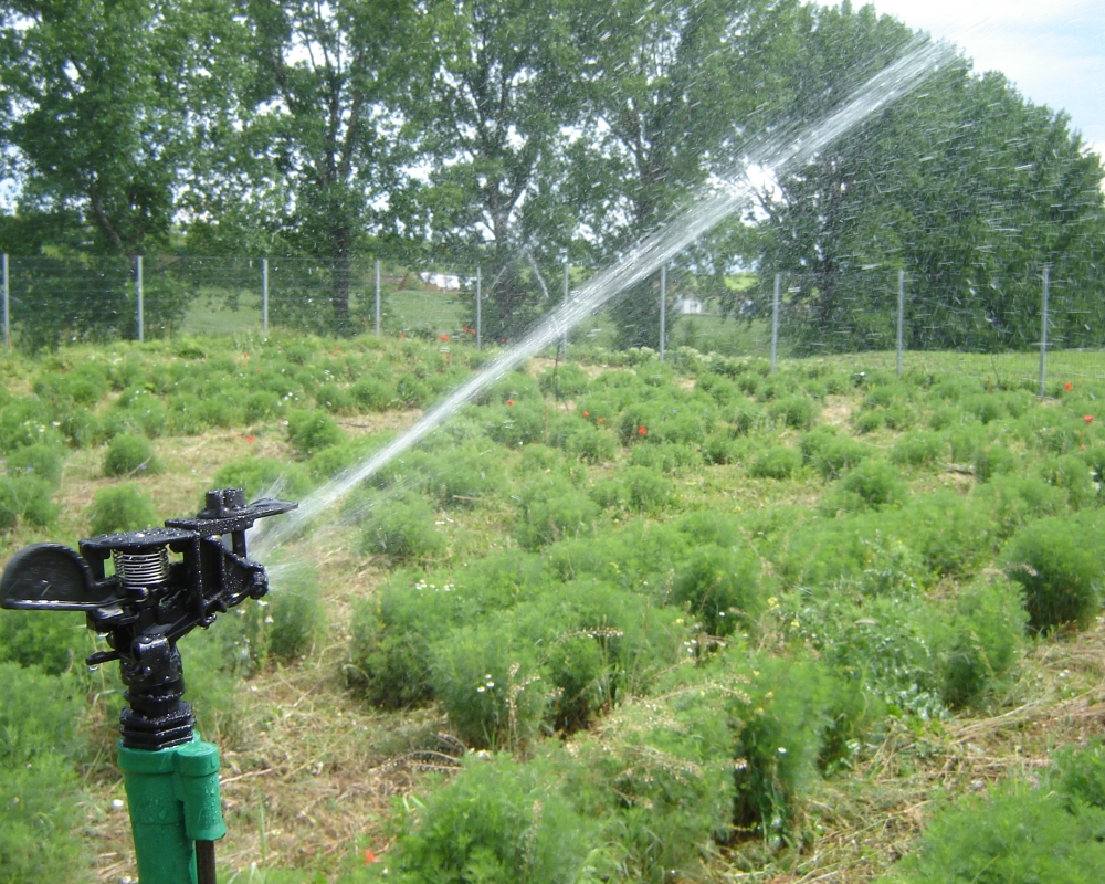 irigatii plante medicinale